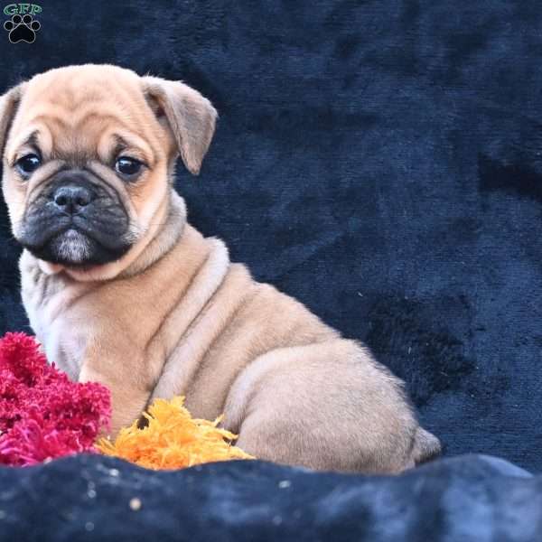 Princess, Miniature Bulldog Puppy
